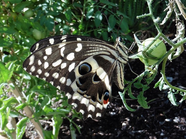 Farfalla dal Sudafrica:  Papilio demodocus (Papilionidae)